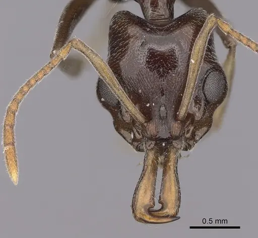 Anochetus sedilloti specimen