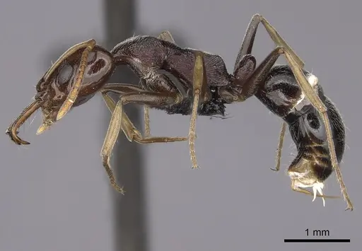 Anochetus sedilloti specimen