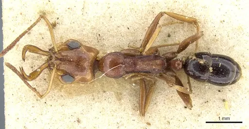 Anochetus sedilloti - CASENT0903976