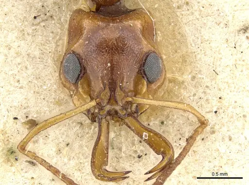 Anochetus sedilloti - CASENT0903976