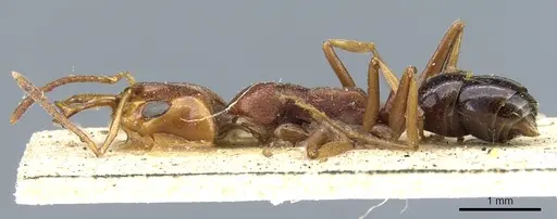 Anochetus sedilloti - CASENT0903976