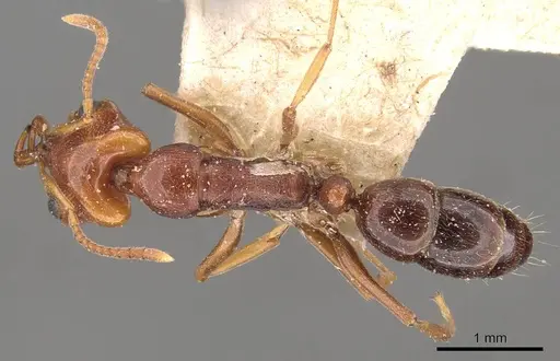 Anochetus sedilloti - CASENT0907413