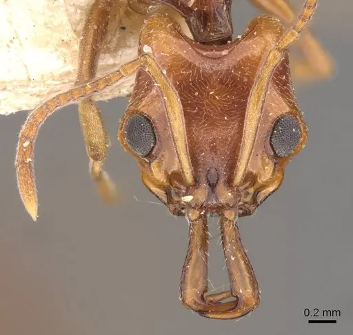 Anochetus sedilloti - CASENT0907413