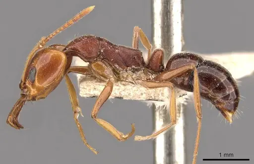 Anochetus sedilloti - CASENT0907413