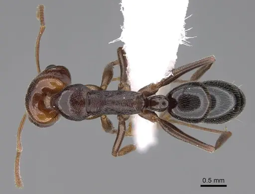 Anochetus sedilloti - CASENT0922865