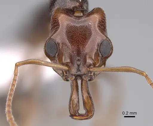 Anochetus sedilloti - CASENT0922865