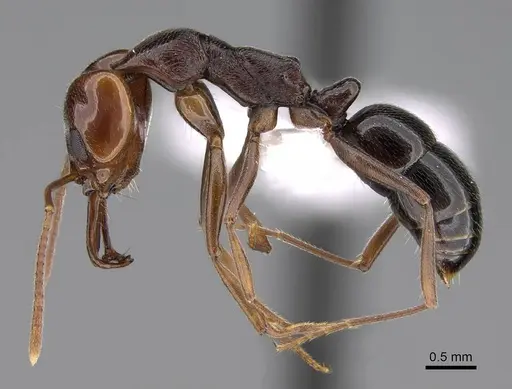 Anochetus sedilloti - CASENT0922865