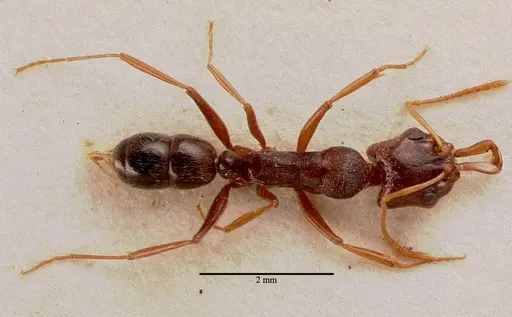 Anochetus sedilloti - SAM-HYM-C002796