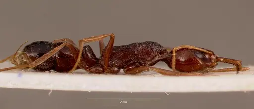 Anochetus sedilloti - SAM-HYM-C002796