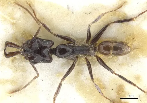 Anochetus seminiger specimen