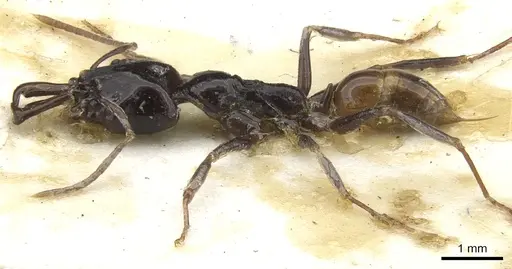 Anochetus seminiger specimen