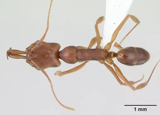 Anochetus simoni specimen