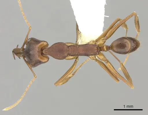 Anochetus simoni - CASENT0260506