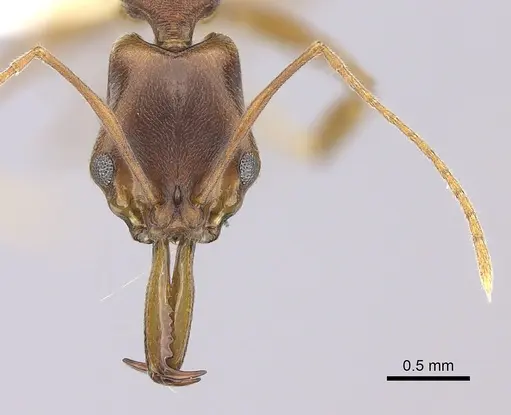 Anochetus simoni - CASENT0260506