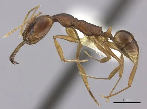 Anochetus simoni - CASENT0260506