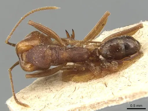 Anochetus simoni - CASENT0903986