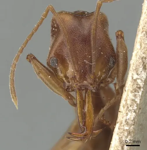 Anochetus simoni - CASENT0903986