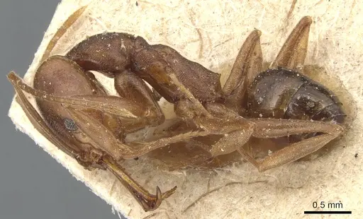 Anochetus simoni - CASENT0903986