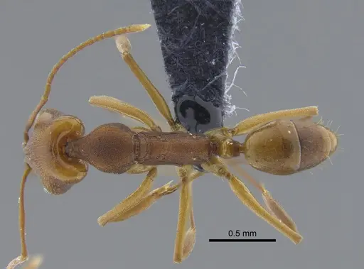 Anochetus simoni - CBUMAGENT41702