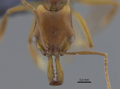 Anochetus simoni - CBUMAGENT41702