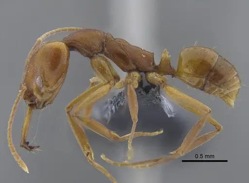 Anochetus simoni - CBUMAGENT41702