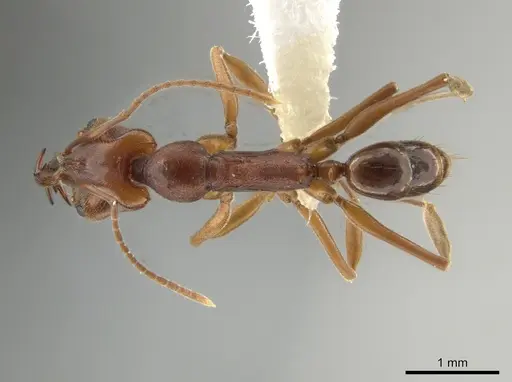 Anochetus simoni - JTLC000015234