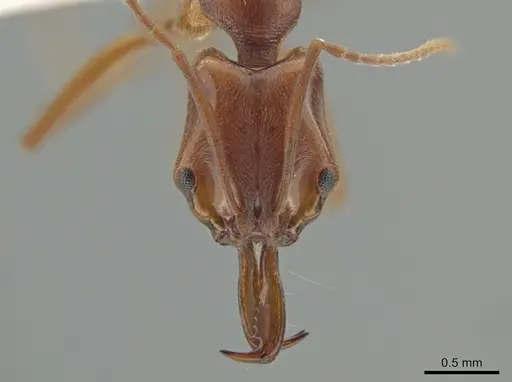 Anochetus simoni - JTLC000015234