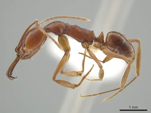 Anochetus simoni - JTLC000015234