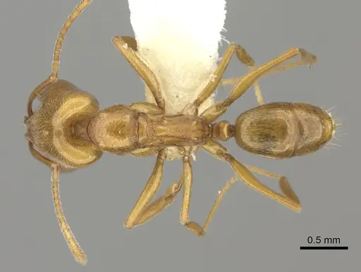 Anochetus siphneus specimen