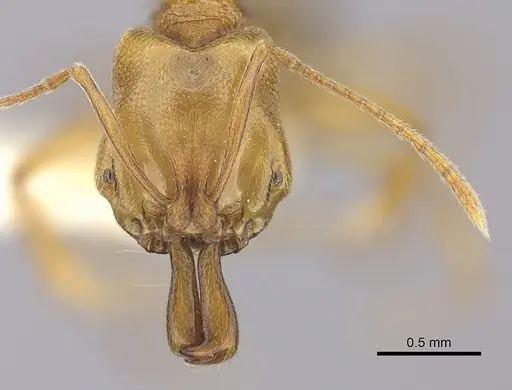 Anochetus siphneus specimen