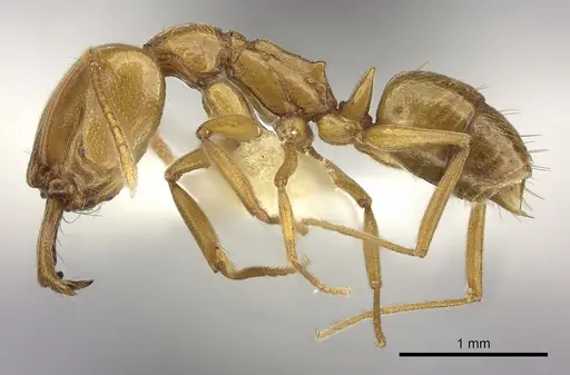 Anochetus siphneus specimen