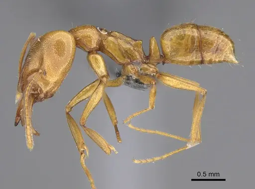 Anochetus siphneus - CASENT0815716