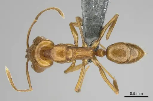 Anochetus siphneus - CASENT0815767