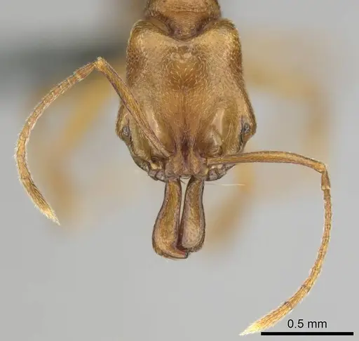 Anochetus siphneus - CASENT0815767