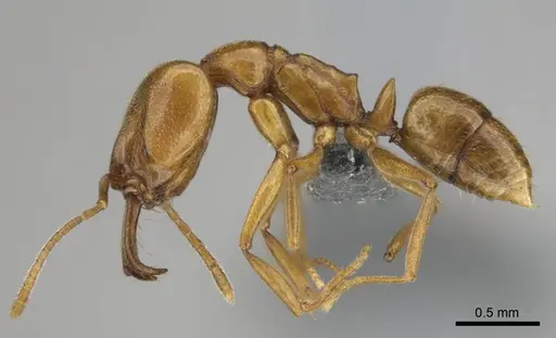 Anochetus siphneus - CASENT0815767