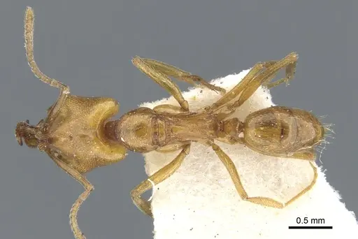 Anochetus siphneus - CASENT0902457