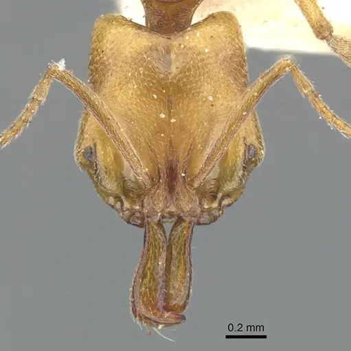 Anochetus siphneus - CASENT0902457