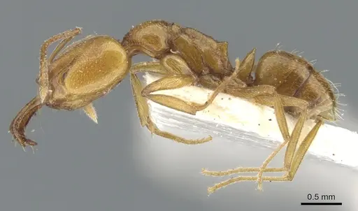 Anochetus siphneus - CASENT0902457