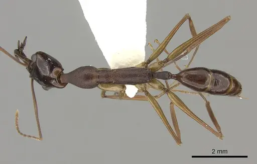 Anochetus striatulus specimen