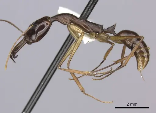 Anochetus striatulus specimen