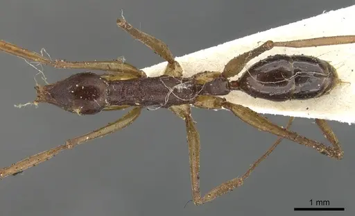 Anochetus striatulus - CASENT0902429