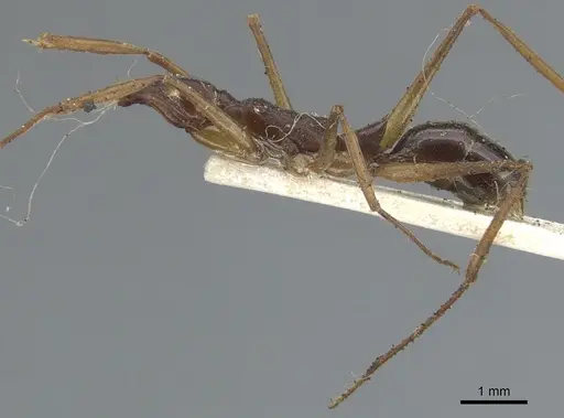 Anochetus striatulus - CASENT0902429