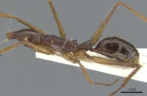 Anochetus striatulus - CASENT0902429