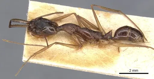 Anochetus striatulus - CASENT0903991