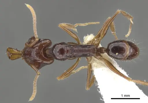 Anochetus strigatellus specimen