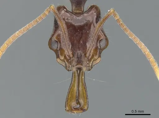 Anochetus strigatellus specimen