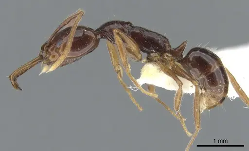 Anochetus strigatellus specimen
