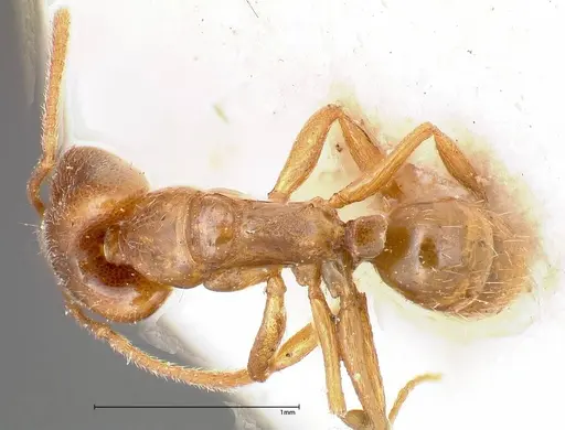 Anochetus subcoecus specimen