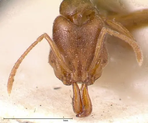 Anochetus subcoecus specimen