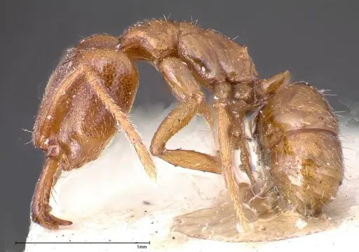 Anochetus subcoecus specimen